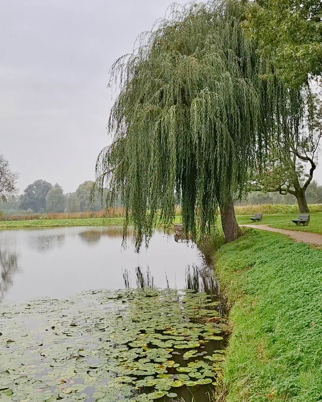 Creatief idee ontstaat vanuit observatie van een boom
