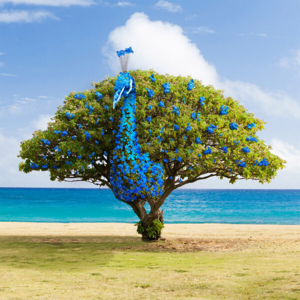 Beeldbewerking | Peacock tree